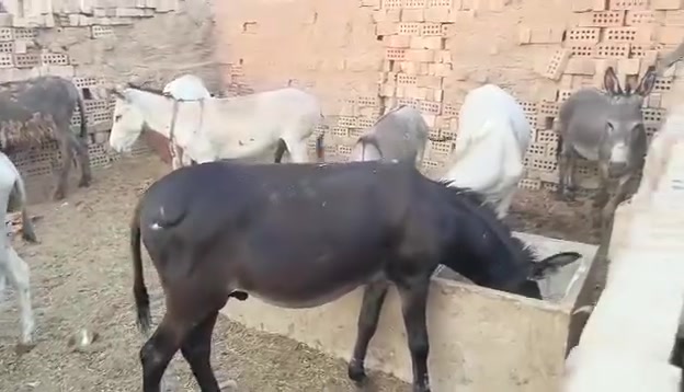 طرش • للبيع • تعبانة