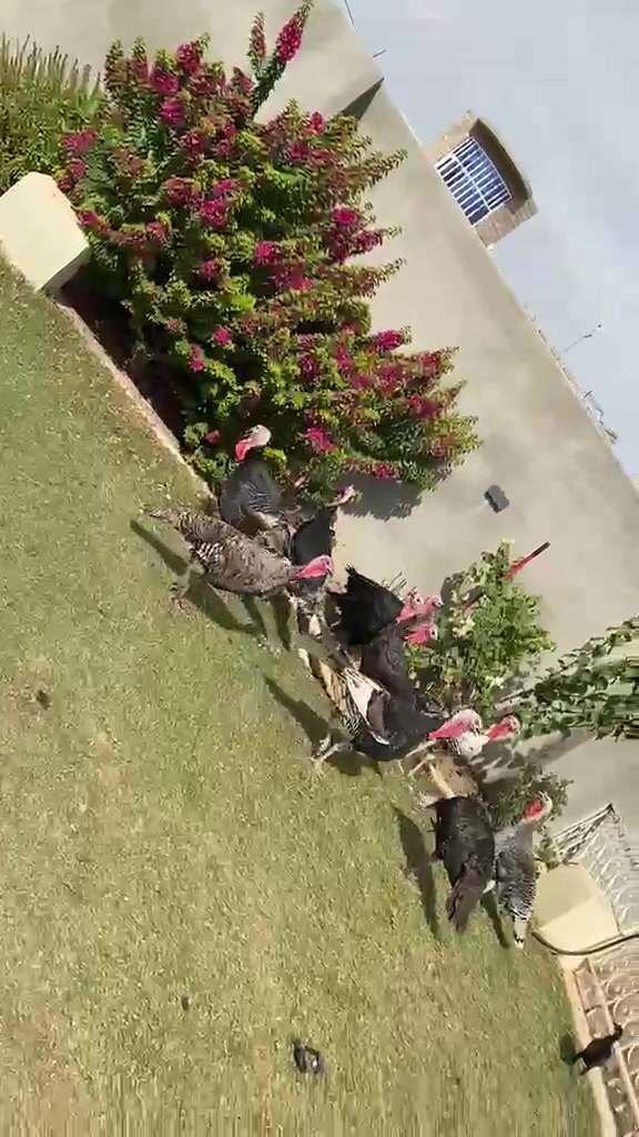 يم جسر كياره • فحوله • مواليد السنة