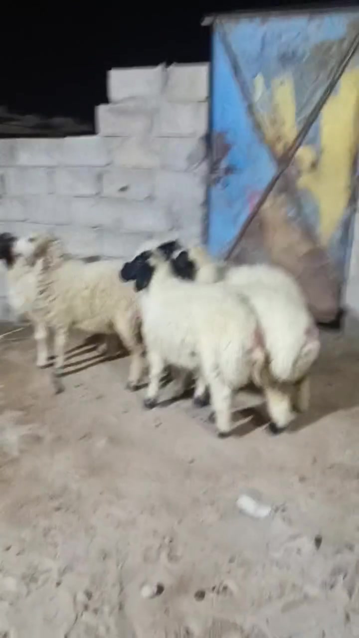طليان • المقدادية • ٥ رؤوس