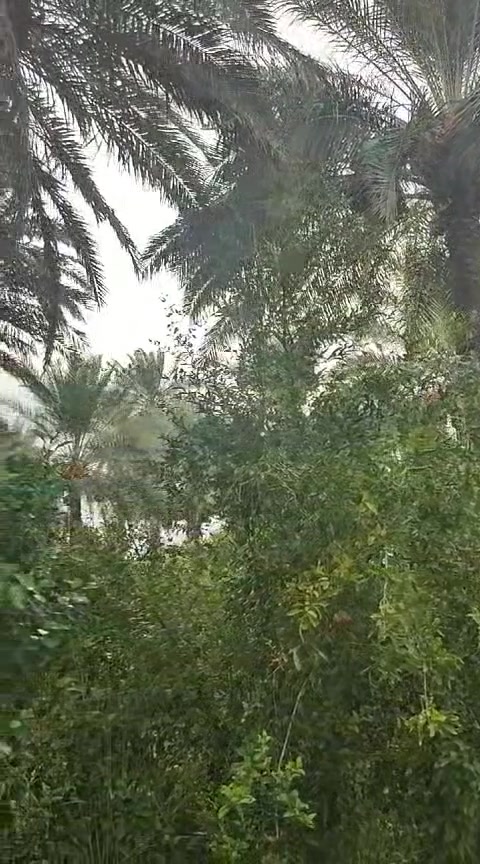 بستان مسيج • ١٠ دونم • بعقوبة بهرز العباره