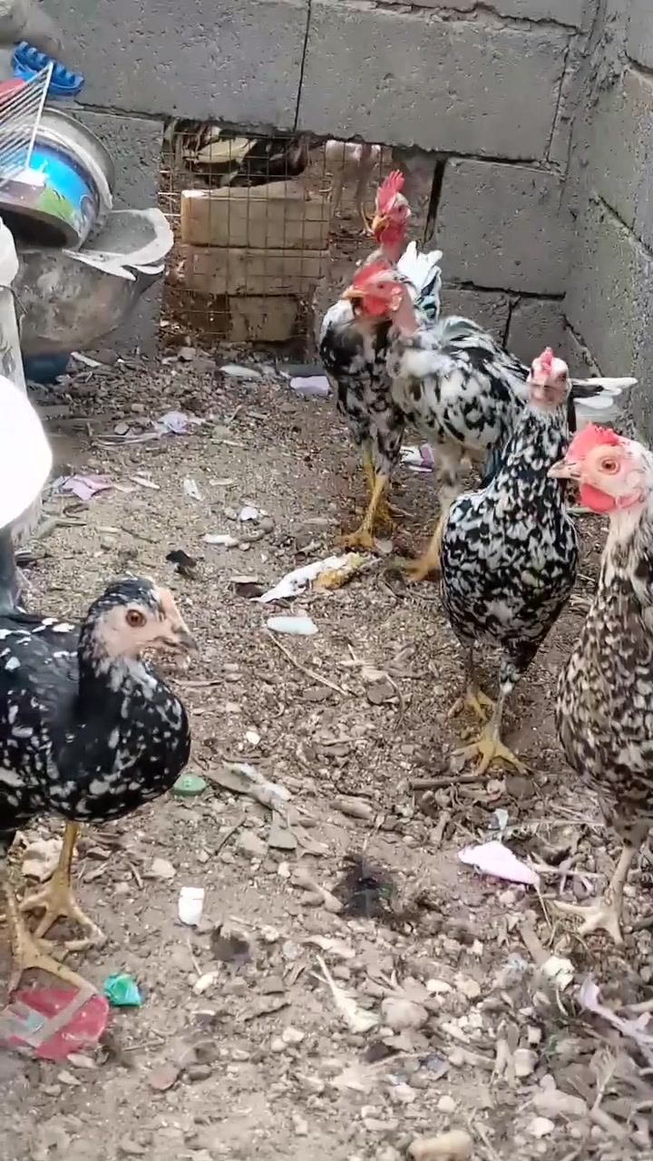 بيض • ورد • كربلاء