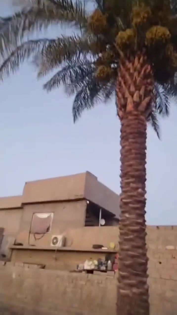 السلام عليكم... مكلف مكلف مكلف بالنشر نخله للبيع وهذا رقم صاحبة ***********
