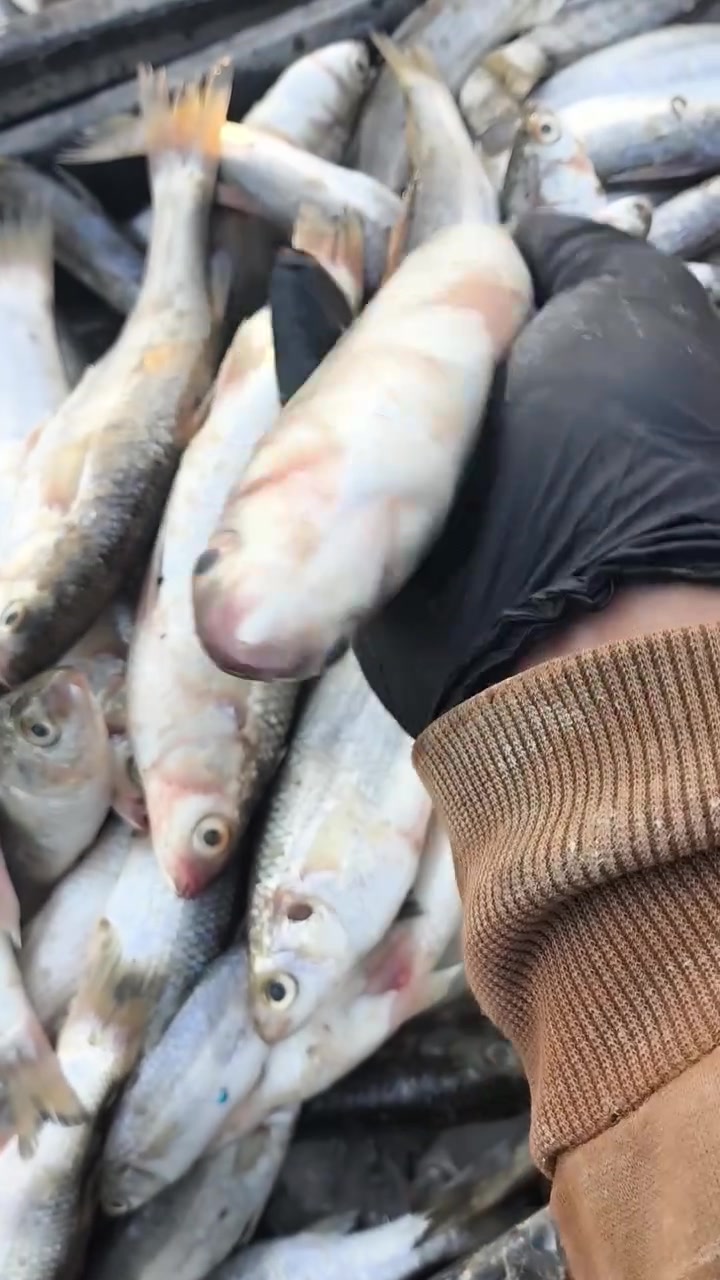 متوفر يوم غدا الجمعه   وابلاش 🔥🤩
خشنـي عراقي خشن  دبلات كل 4سمجات كيلو 
سمك عدل للقلي وللشوي من كيلو ونص الي 5كيلوات وحده 
سمتي صيد 4ب10بلاشش 
حمري خشن 3ب10
ابو زريده وسط 3ب10
شانك خشن 3ب10
ومتوفر توصيل لكافة مناطق الديوانبه 
خدمه توصيل *********** حجز وات ساب واتصال فقط
العنوان الديوانيه فلكه الجامعه اول بسطيه ستوته زركه جوه قطعه اعلن هنا اسمي حسن
