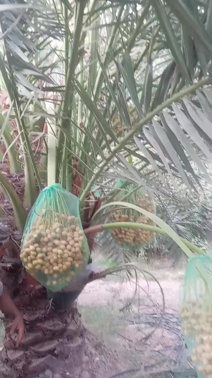 يوجد لدينا كافه انواع فسائل النخيل باجود الانواع واكثر رغبه في قلوب الاحبه يوجد لدينا انواع كثيره منها الخياره والمجهوله والبلكه والبربن وكثير غيرها وسيده التمر والملك النوعيه البرحي للسوال او الاستفسار الاتصال على الرقم ***********
