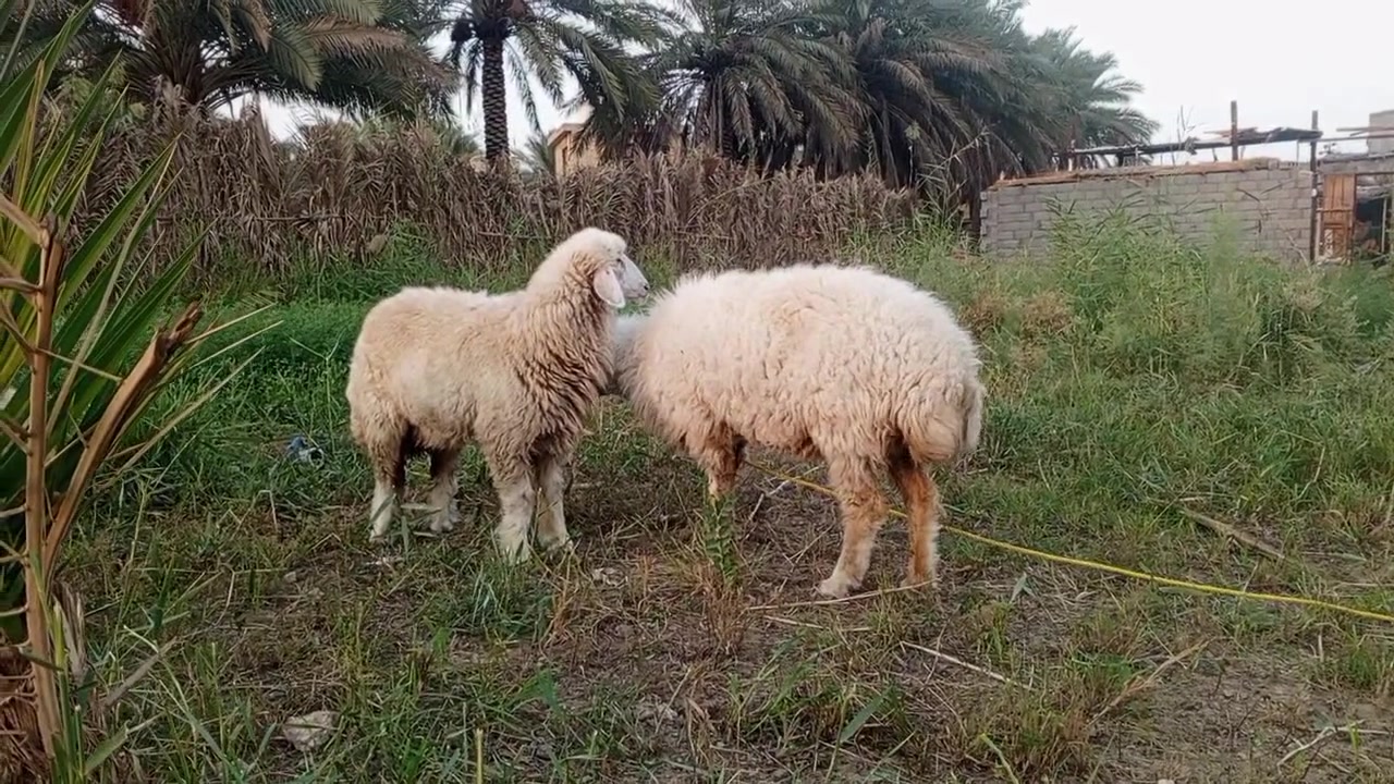كربلاء الإمام عون • بهايم • عدد ٢