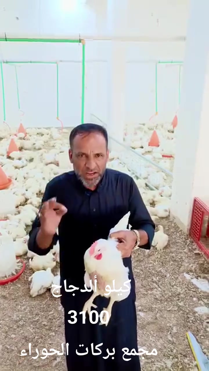 دجاج • مجمع بركات الحوراء • واتساب