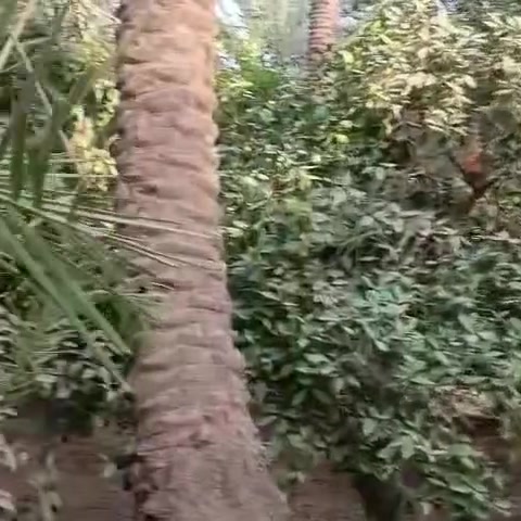 واسط الصويرة • ١٤ دونم • نخيل ٤٥٠-٦٠٠