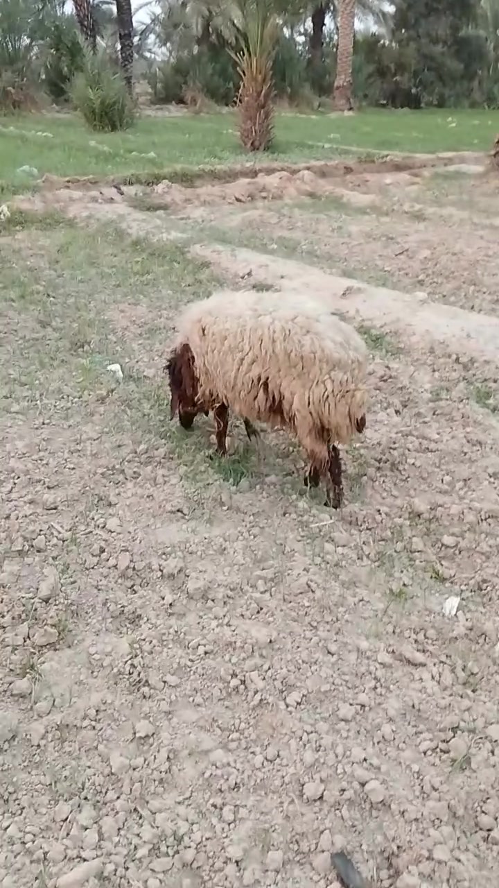 زراعي • مقابل حي العسكري • مقطع