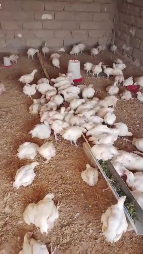 دجاج أبيض • كل ٣ دجاجات • الشارع العام