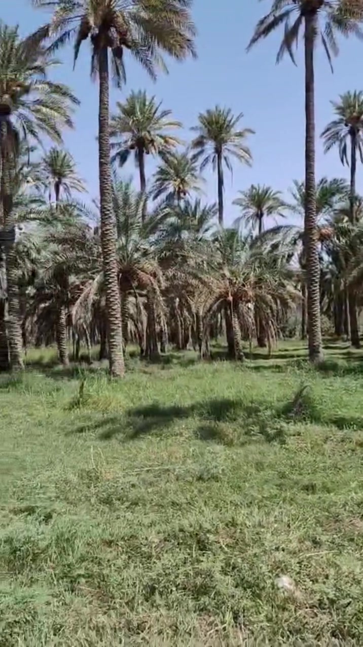 بساتين (مزارع) بابل المسيب الدوب على نهر الفرات اقل مساحه نصف دونم تحويل مباشر للاستفسار مراجعة مكتب الصباغ او
 الاتصال
***********
