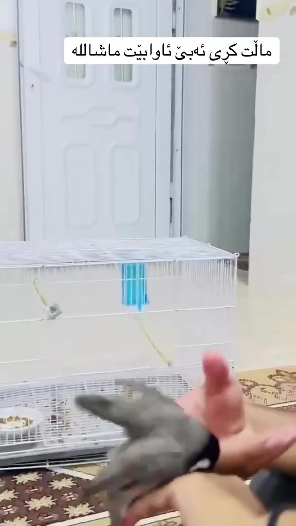 ماشالله تبارك الله بلبلي فول فول به رده سته فول په رواز به شه رتي ئه وه ي ده ستت ليكاته وه فول فول مالي بانگي بكه ي دي بولات سه وتي خوش خوش ده گوريت فول فوله پيويست به وه سف ناكا ماله كه خوي دياره كي ويستي تيل بكا  ***********
