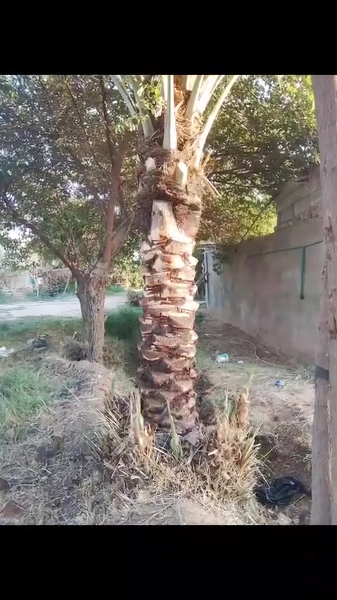 سلام عليكم تكري تنضيف نخل حسب التفاق متواجد اتصل وبيك خير وتدلل ***********
