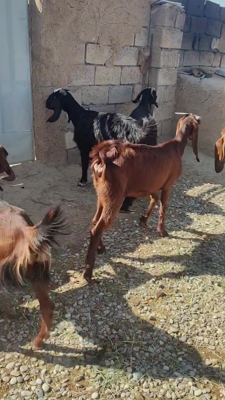 سلام عليكم متاح معز ما جني المكان جلولاء قرية جميله***********سعر525
