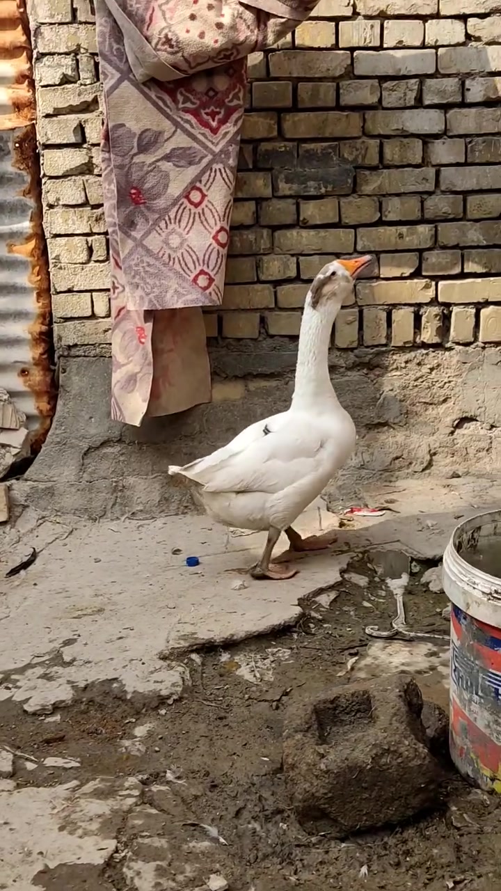 ذكر • قفل • البصرة بني منصور