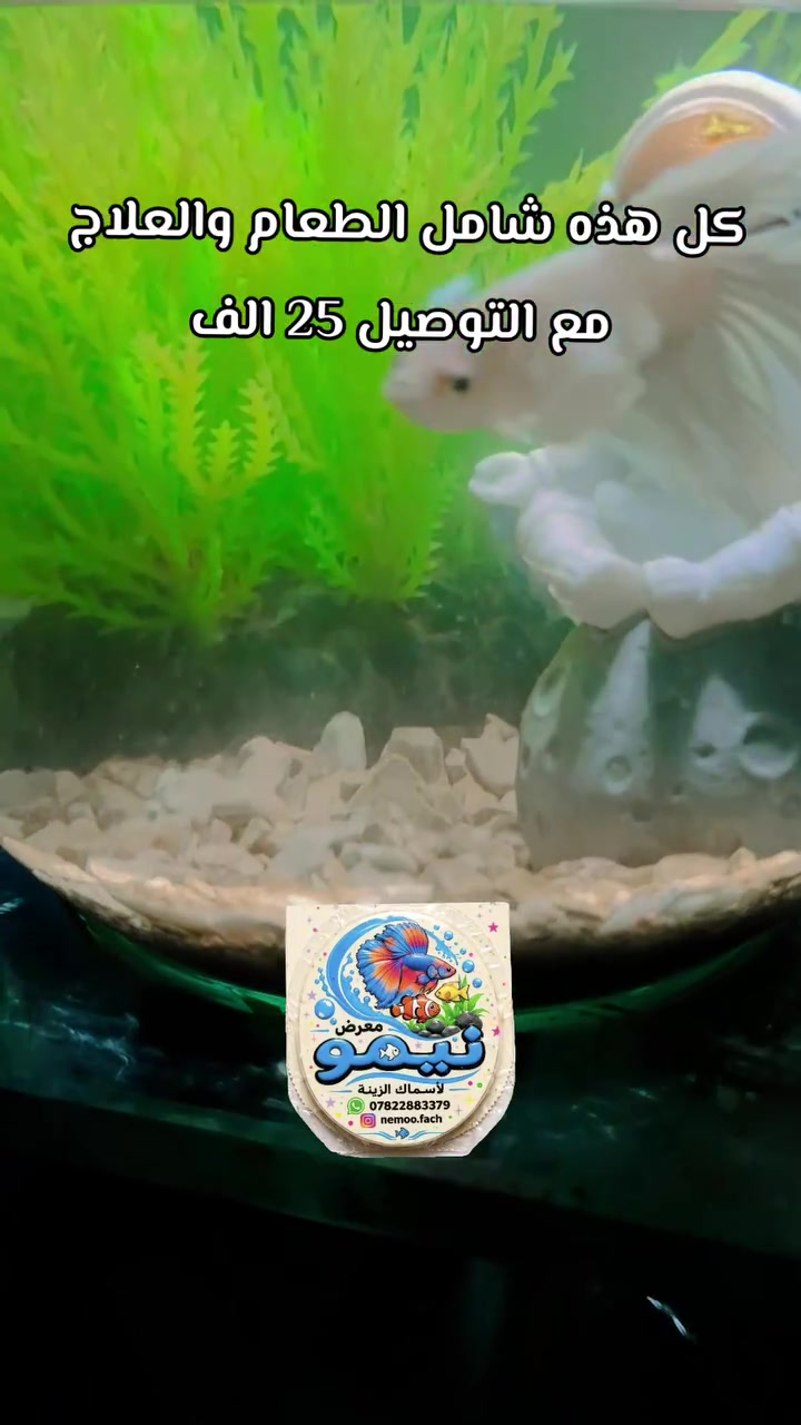 سبع البور • بغداد • شامل توصيل