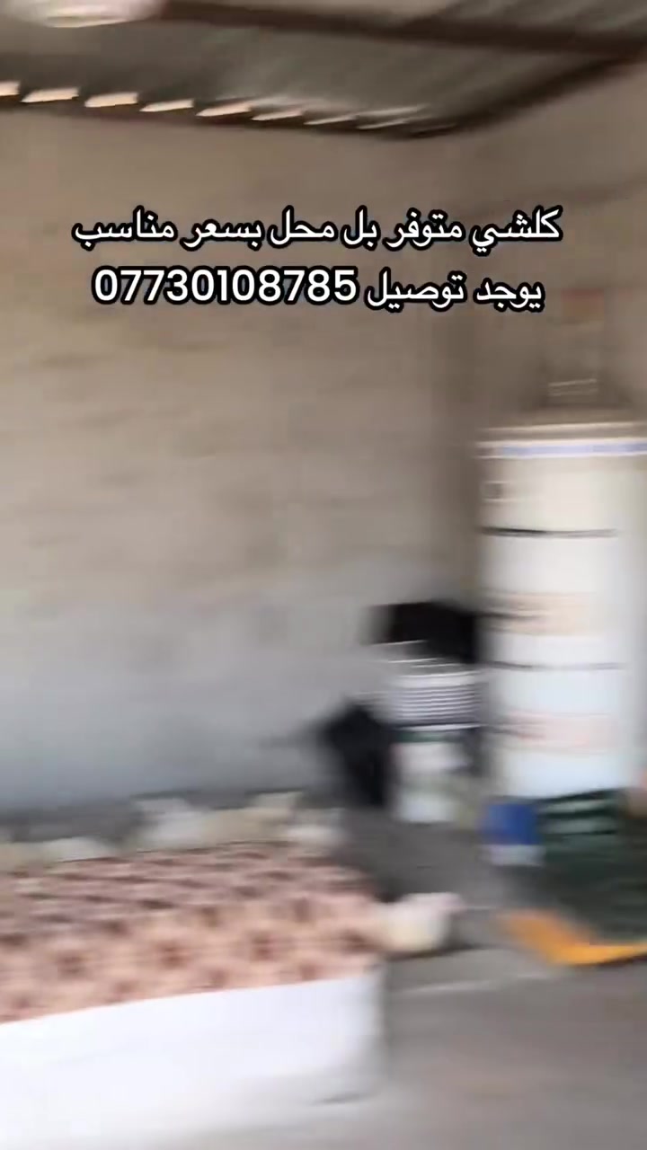 دجاج • اخوين • توصيل