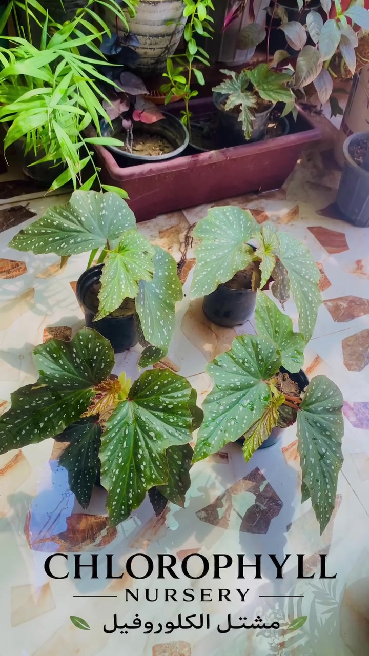 يتوفر نبات 🌱اجنحة الملائكه سعر 5000
📦 سارع بالحجز قبل نفاذ الكمية
🚚التوصيل داخل الموصل فقط ( الأيسر والأيمن) 
📬للحجز والاستفسار *********** 📞 واتساب
 مشتل الكلوروفيل🍀
   #الزراعة #الزراعه #نباتات #نباتات_منزلية #نباتات_زينة #نباتات_زينه  #عالم_الزراعة #الموصل
