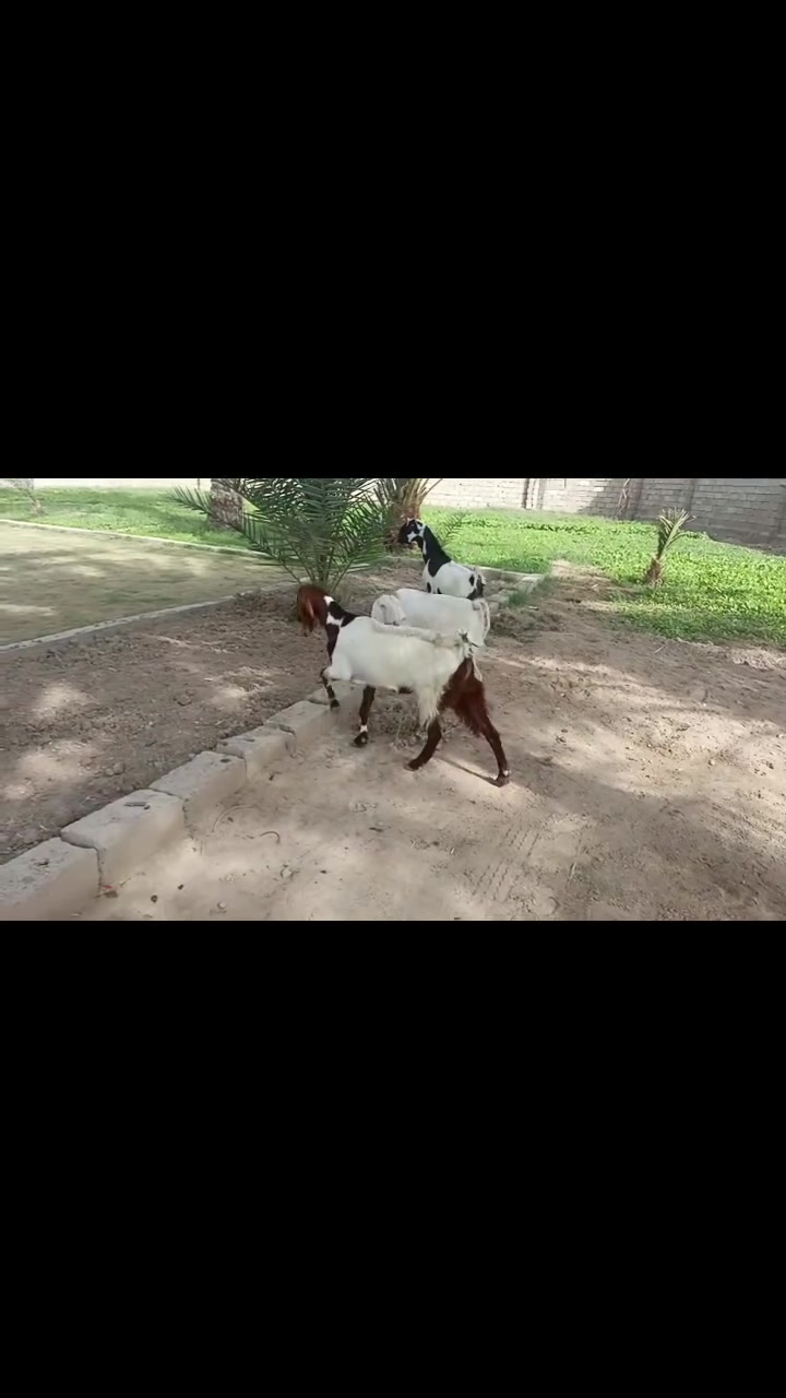 عنوز • شوامي • الفلوجه النساف