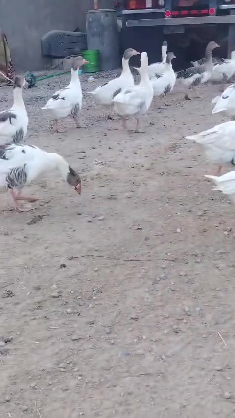 بطات • للبيع • بي كوبره وعادي