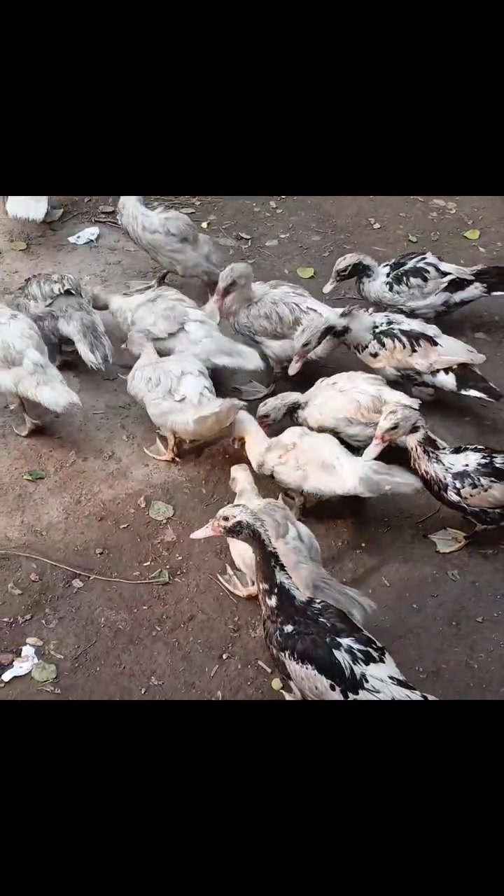 بط مصري • ثلجي رصاصي • التاجي