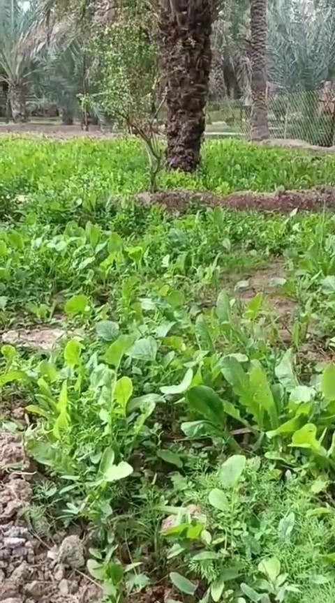بستان • نص دونم • البصرة ابو الخصيب
