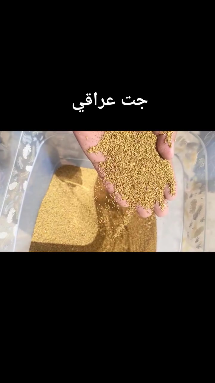 محلات الدبس توفر لكم جت عراقي او تركي او امريكي للاتصال ***********
برسيم مصري او عراقي 
انواع بذور المخضر
كواني شلفان سجج رشمات

نص مكتوب في الصور:
- جت امريكي
- جت تركي