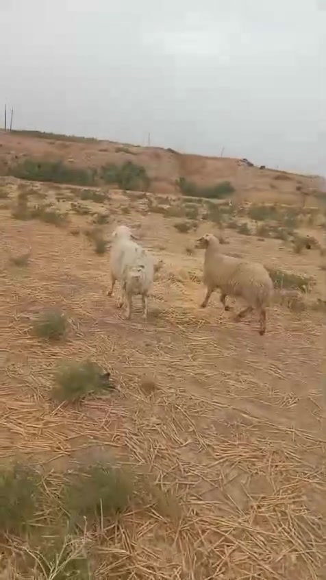 نعاج ثنين • عشار • شركاط سديره
