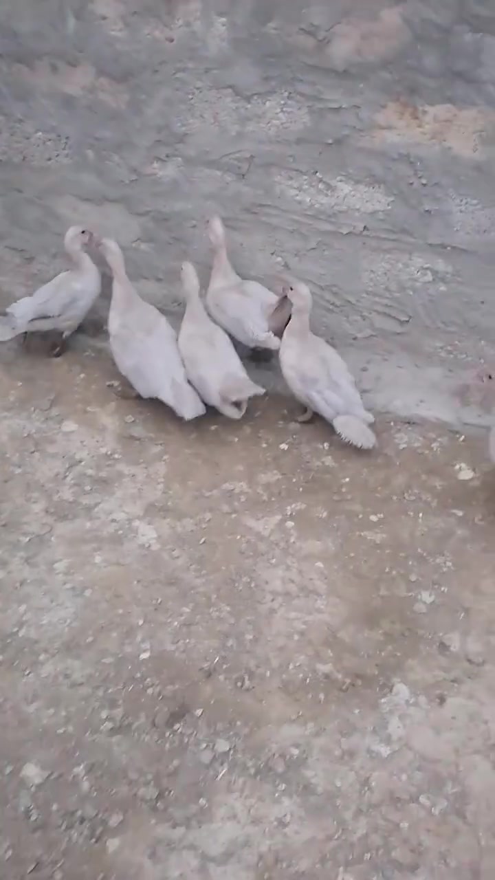 بط فرنسي • بط حلبي • بط احمر