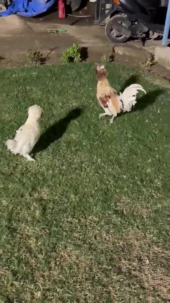 ديبج • دجاج بولوني • تكريت
