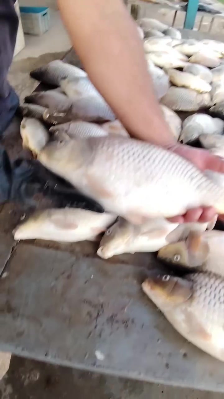 سمج • ٣ كيلو • اسماك دجلة والفرات
