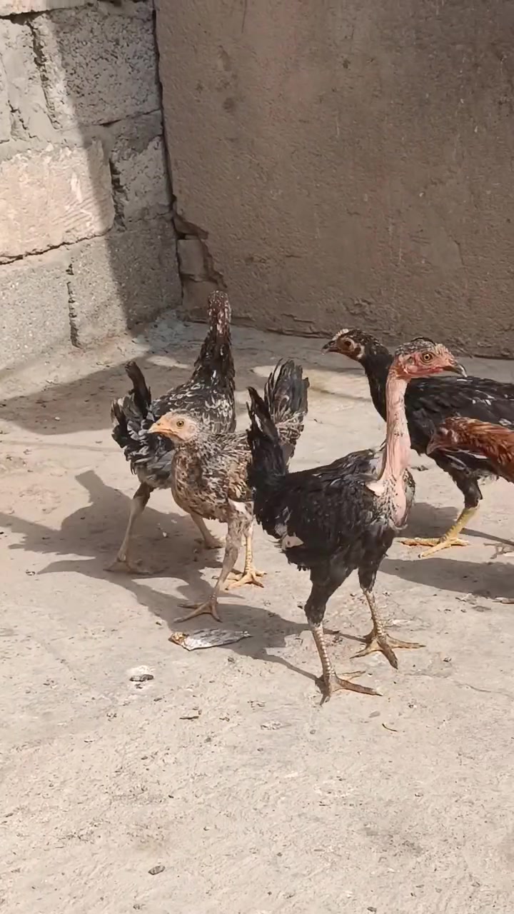 دجاجات • نوادر • واسط