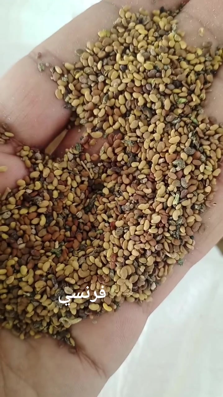 جت همداني • فرنسي • توصيل
