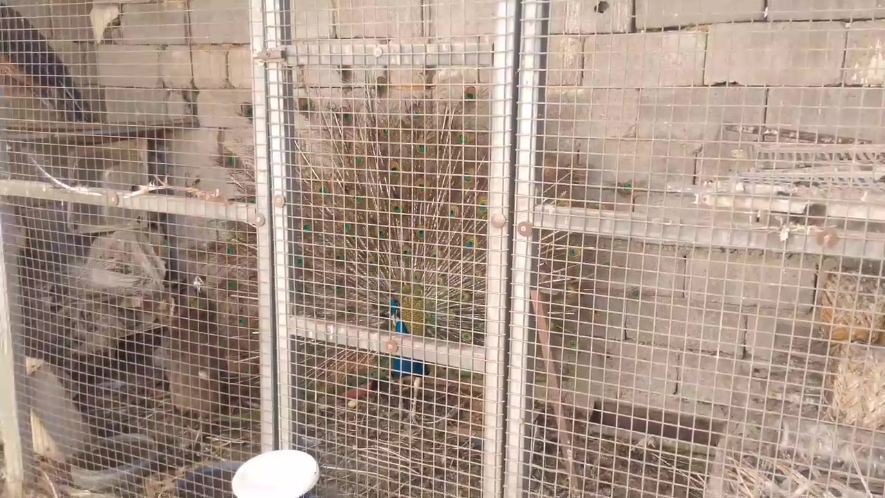 طواويس • نثية بياضة • أفحل هندي