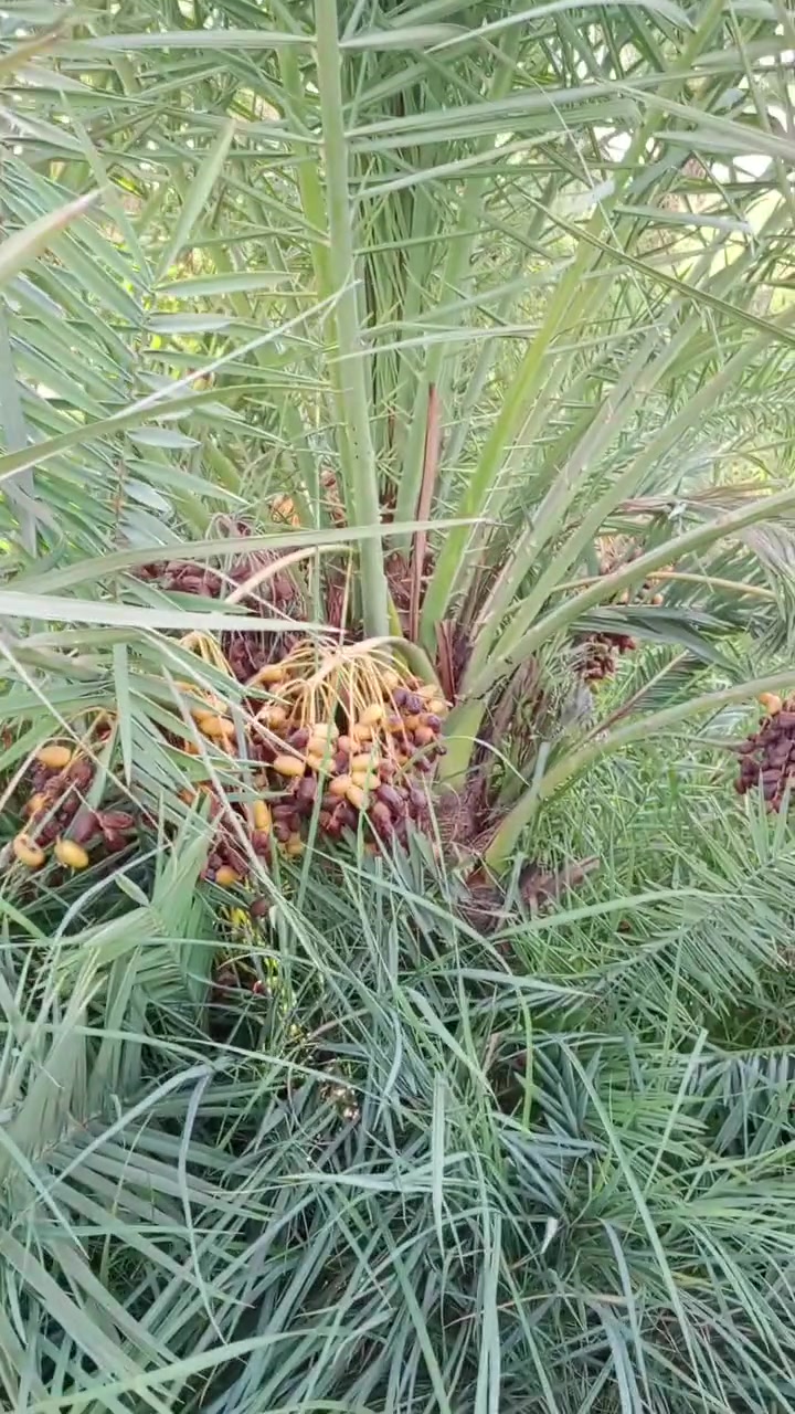 توجد انواع فسائل النخيل وباسعار مناسبة جدا مكاني كوت يوجد توصيل ***********

برحي مكتوم مجهول قرنفلي 

عجوه المدينة طه افندي 

اخت الفحل عوينه ايوب 

شويثي احمر واصفر جبجاب 

بريم بربن ديري كنطار 

اخلاص عنبره مشمشي بدعه 

جوزي قزمي حمراوي حمره الجبل 

ام البلاليز مطوك جبجاب عويدي 

جمال الدين شكر نيرسي
