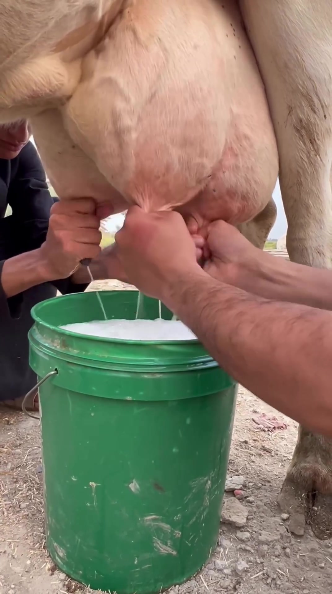 *********** بيه واتساب اليوم العرض واحد عراق دابه هولشتاين ام ثالث بطن مكفوله ومتعهده على كل عيب وجوه حوليه المكان سماوه رميثه
