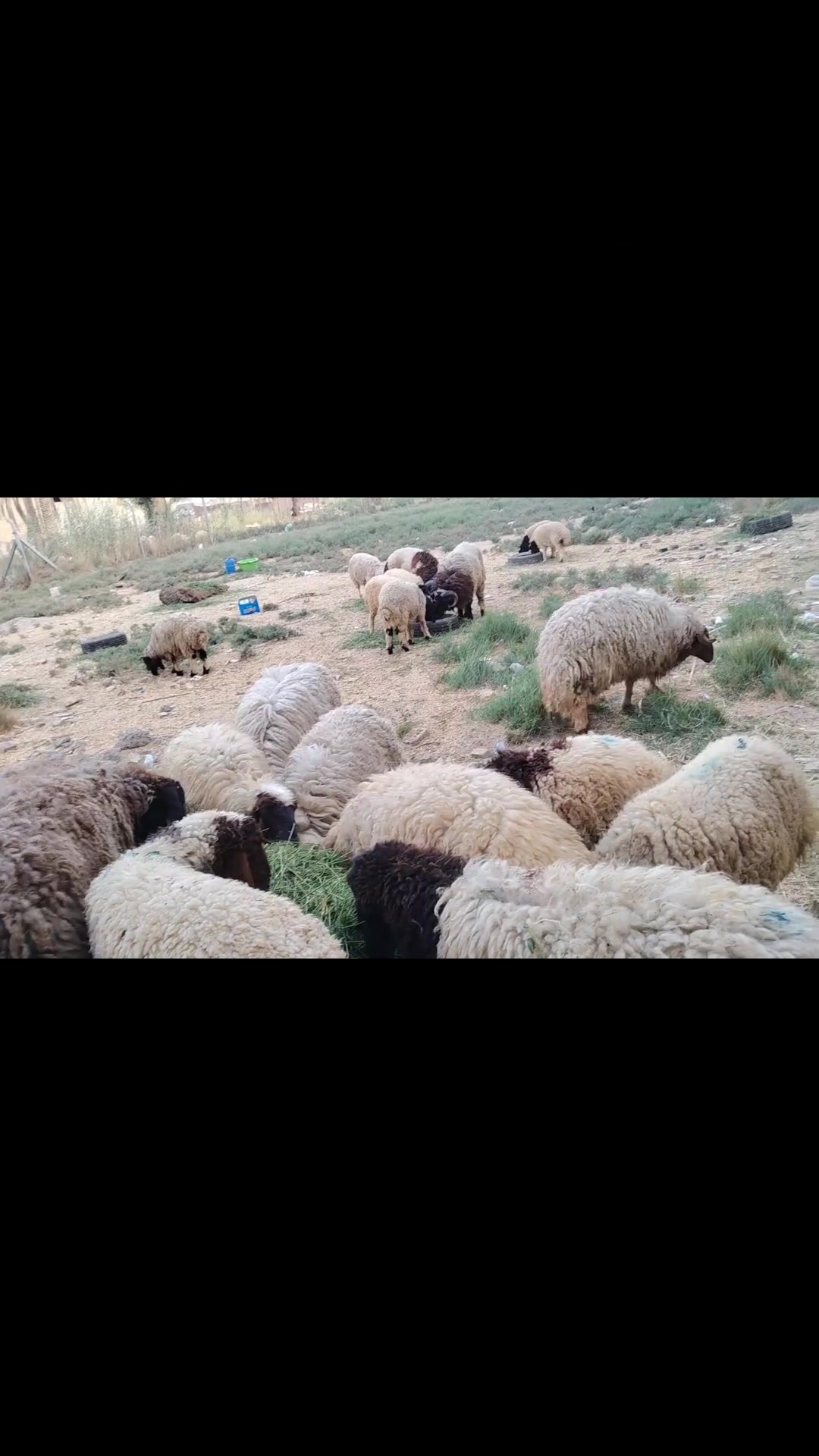 الربيعي • أغنام ومواشي • حله نادر الثانية