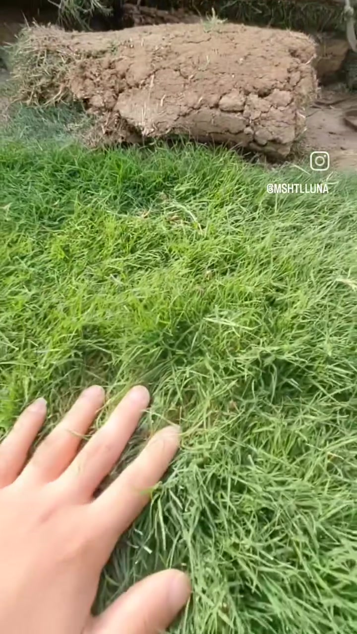 الثيل الهندي • درجة أولى • قضاء الهوير