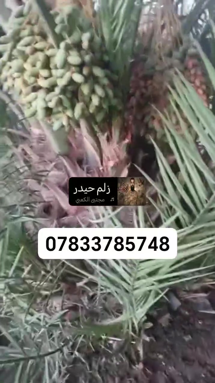 سلام عليكم فسائل شويثي احمر للبيع عنوان ذي قار سوق الشيوخ تواصل على الرقم *********** يوجد خدمة توصيل
