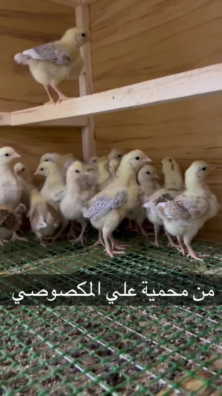 أهلاً وسهلاً بكم في محمية علي المكصوصي للدواجن النادرة والزينة.
متوفر الآن فراخ الدندراوي الكويتي الفواتح، خط أول، بعمر ١٧ أيام، مع اللقاحات الكاملة.
السعر ٢٠ الف دينار للزوج.
نهتم بجودة السلالة وصحة الطيور، والتوصيل متوفر إلى جميع محافظات العراق على حساب المشتري.
أهلاً وسهلاً بكم في محمية علي المكصوصي

#*********** واتساب
