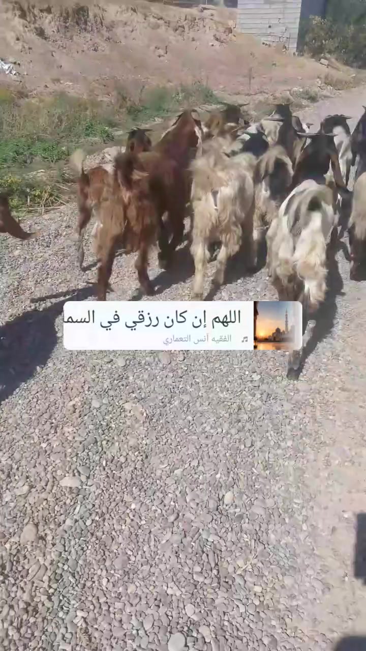 جدايه • رقم واحد • الزاب