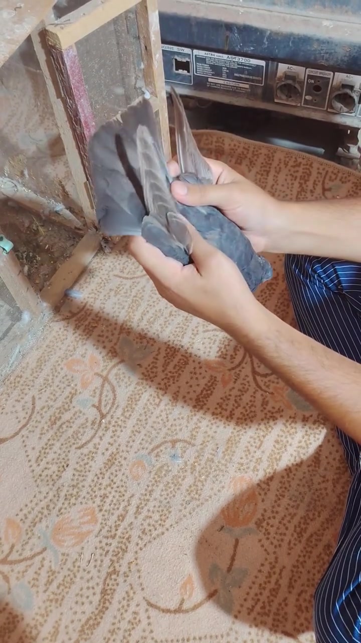 حمام • متعوب عليه • كرامه علي المجديه
