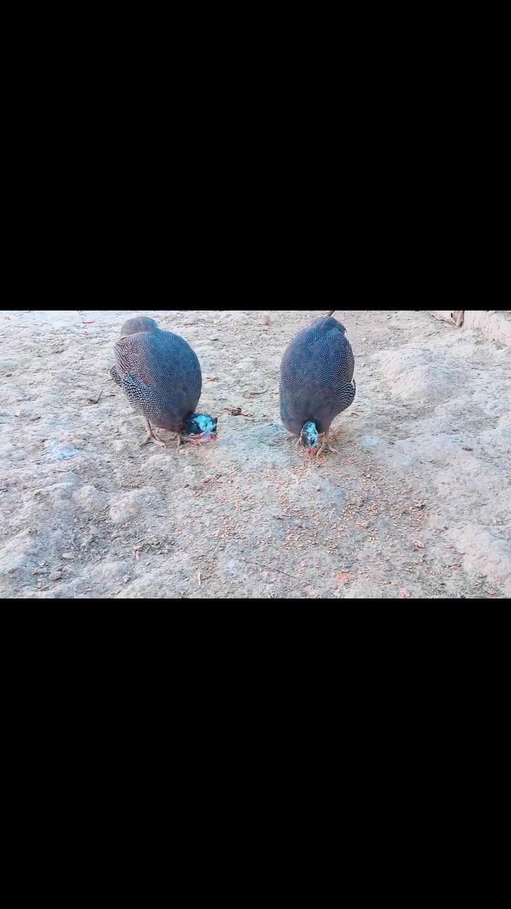 للبيع • زوج قبج • شارع عشرين