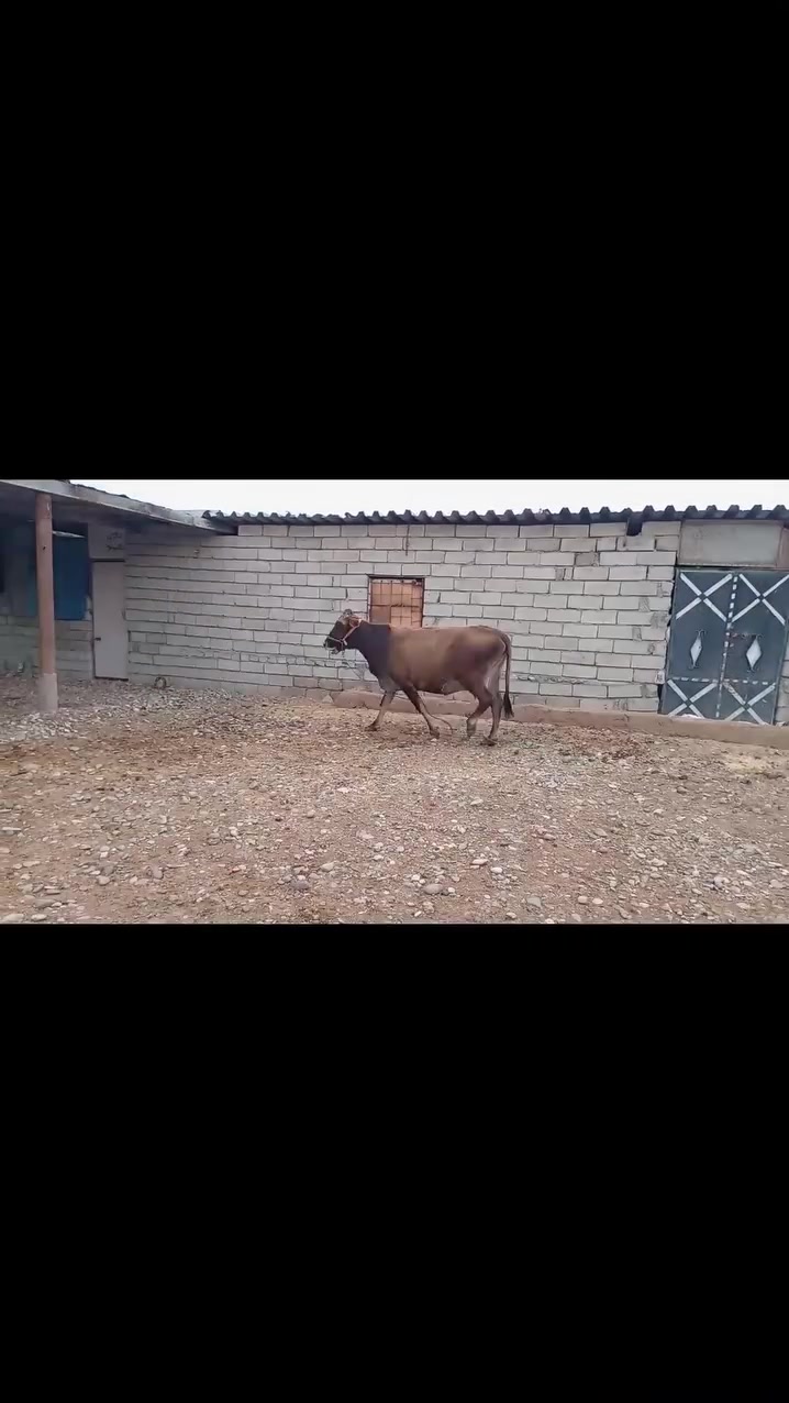 بكرة ديريه • عمر ٦-٧ • حامل الرابع