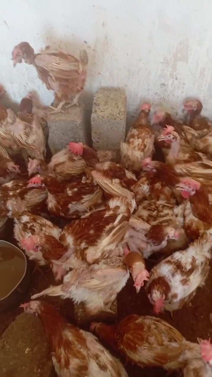 يتوفر وجبه جديده دجاج احمر بياض العنوان شارع العام شارع المعارض 3دجاجات ب 10وزن كيلوين ونص دجاج شرط درجه ولى ***********
