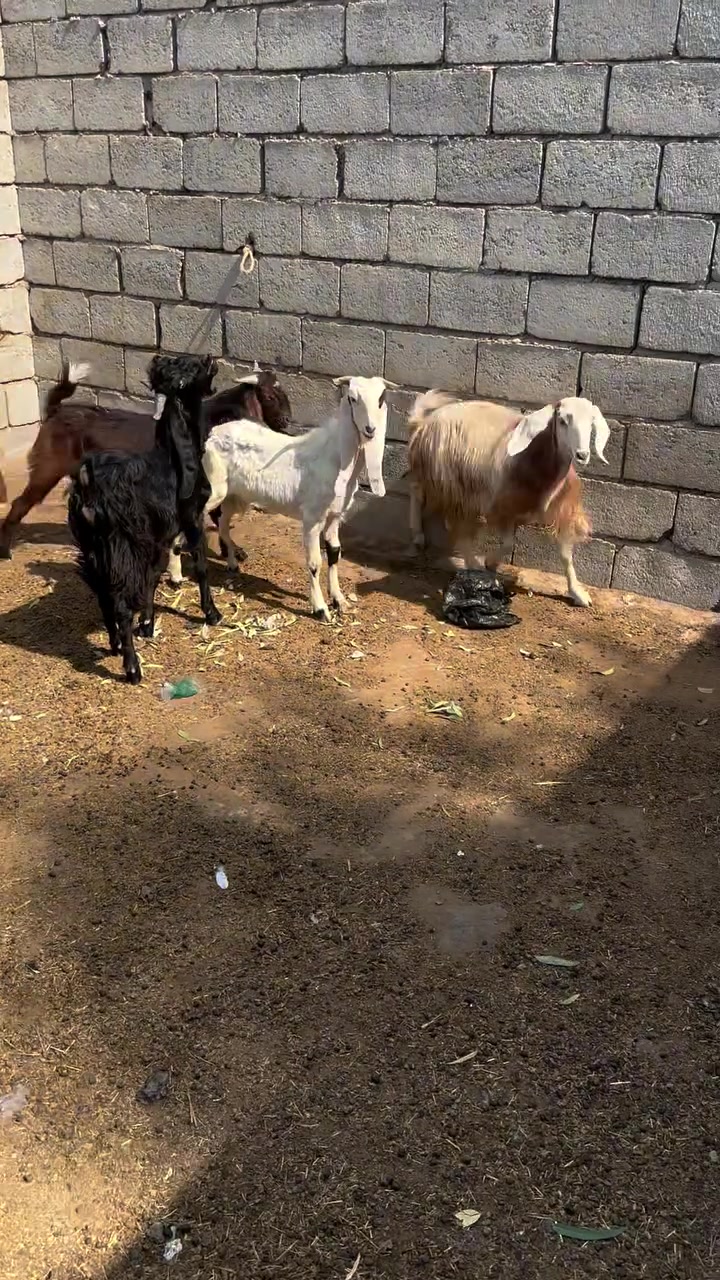 ذكور ٣ • جذاع ٢ • شهربان المقدادية