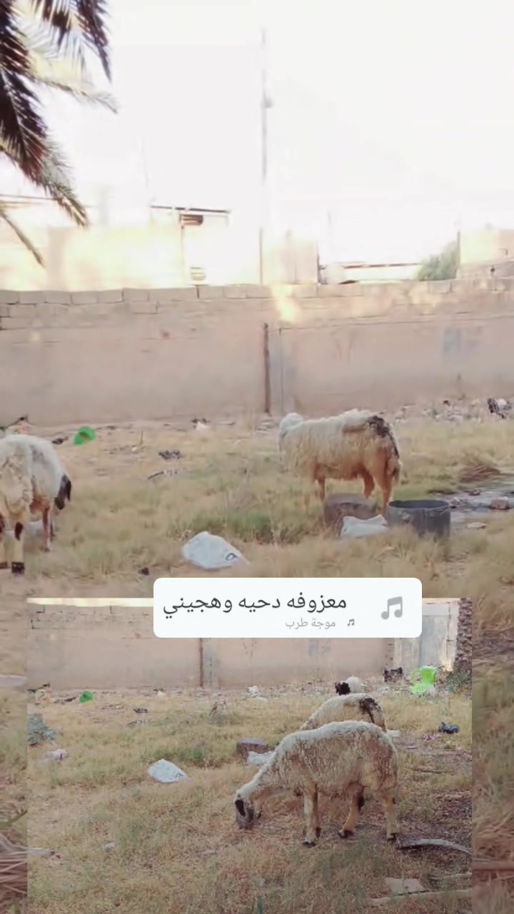 # وراجين البيع الاستفسار ***********
