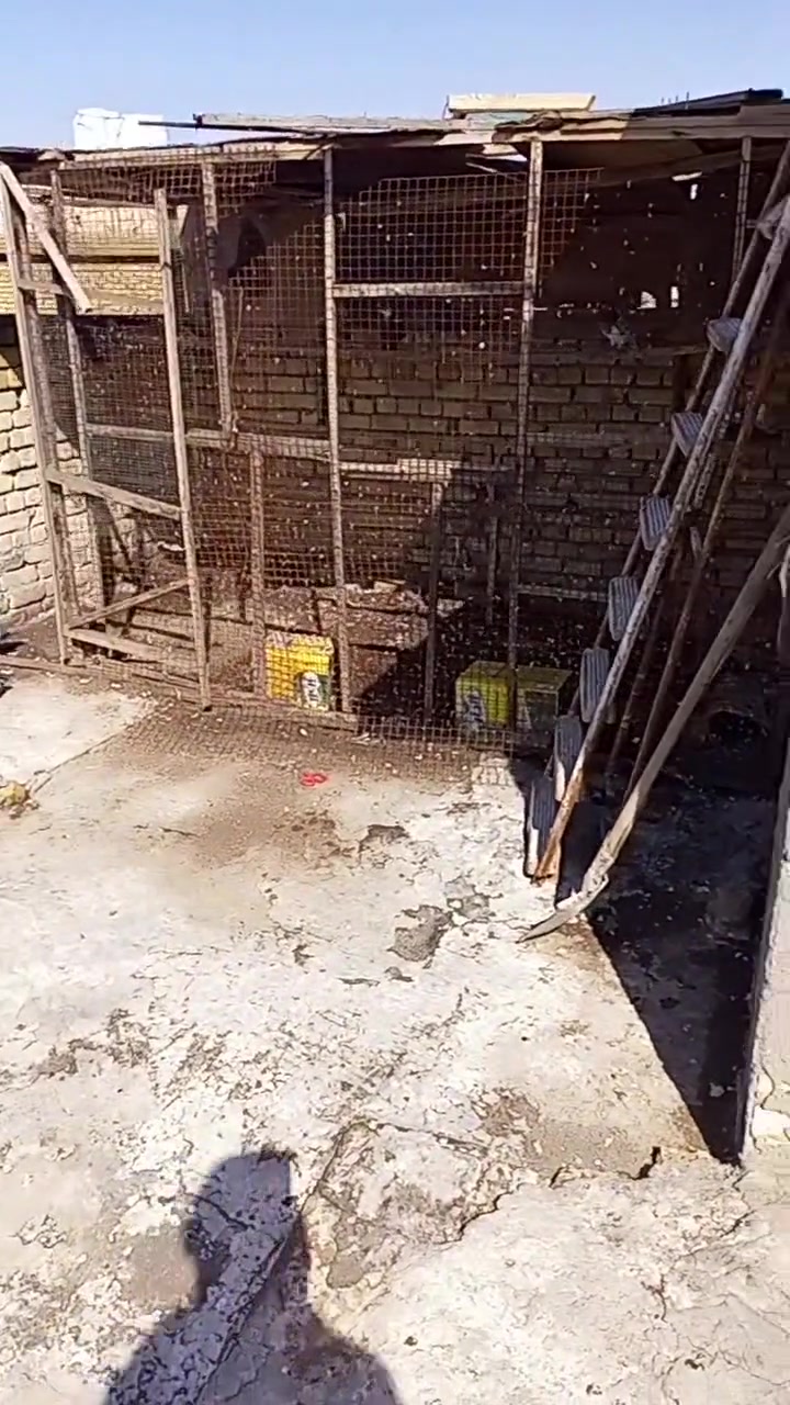 ببيت في منطقه الجديده قريبه على السوق التفاصيل بالفديو للايجار المطلوب 300 والمي والكهرباء على صاحب الدار بالقرب من ساري ابو الماطورات الاتصال ***********
