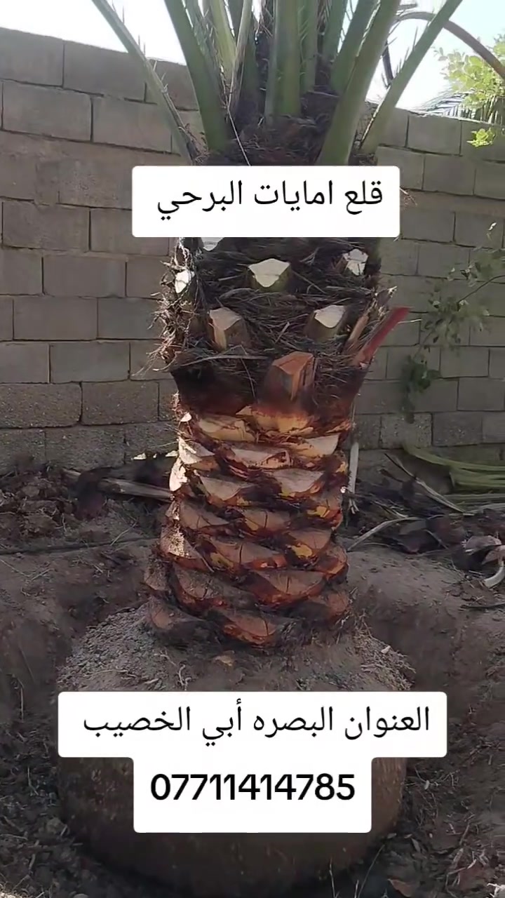 أبي الخصيب • البصرة • بستنة