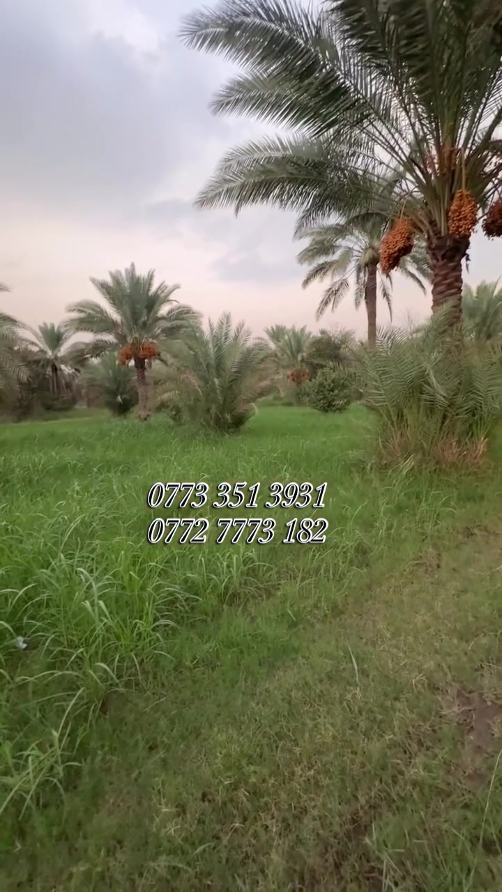 أرض • بغداد • العراق