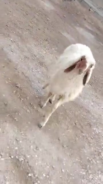 طلي • سمين • واسط